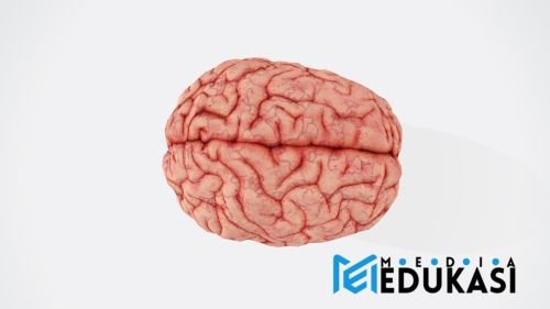 Apa yang terjadi di otak saat kita mengalami déjà vu?