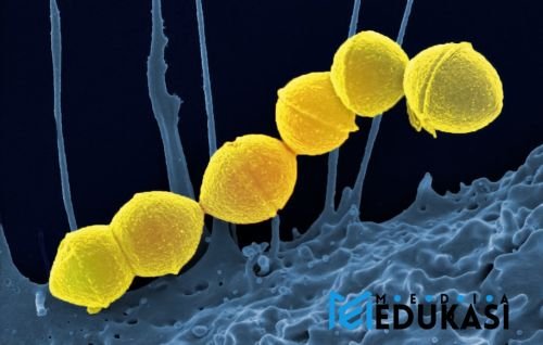 Bagaimana bakteri bisa berkomunikasi satu sama lain?