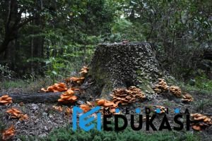 Bagaimana pohon bisa berbicara satu sama lain melalui jaringan jamur?