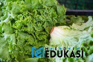 Bukan Sekadar Enak! Makanan Super Ini Jaga Imun Tubuh Tetap Prima