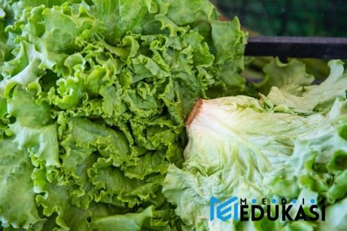 Bukan Sekadar Enak! Makanan Super Ini Jaga Imun Tubuh Tetap Prima