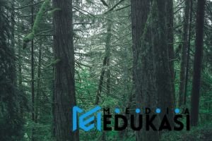 Jaringan Kehidupan Hutan: Menguak Komunikasi Rahasia Pohon