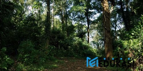 Petualangan malam di Hutan Gunung Halimun untuk melihat satwa nokturnal.